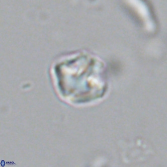 Olladiscoaster catinatus VR 18342