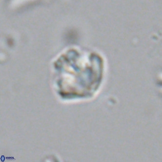Olladiscoaster catinatus VR 18343