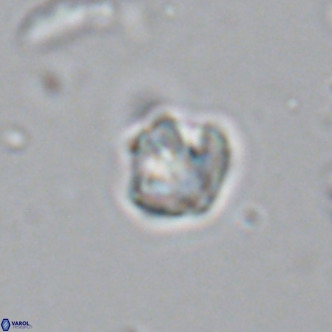 Olladiscoaster catinatus VR 18344