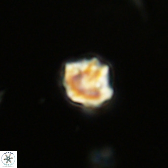 Olladiscoaster catinatus VR 18349