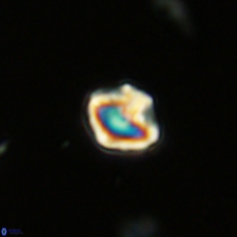 Olladiscoaster catinatus VR 18350