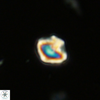 Olladiscoaster catinatus VR 18350