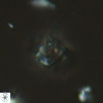Olladiscoaster catinatus VR 18353