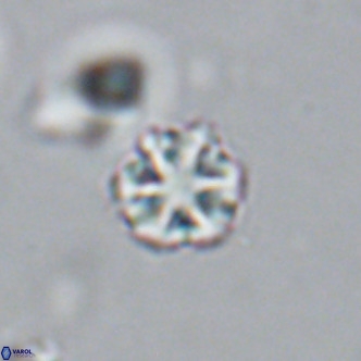 Olladiscoaster catinatus VR 18360