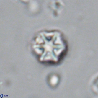 Olladiscoaster catinatus VR 18364