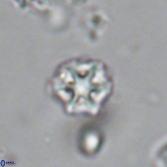 Olladiscoaster catinatus VR 18365