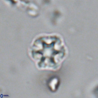 Olladiscoaster catinatus VR 18366