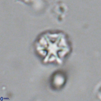 Olladiscoaster catinatus VR 18367