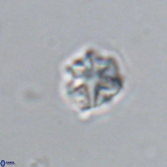 Olladiscoaster catinatus VR 18371