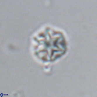 Olladiscoaster catinatus VR 18372