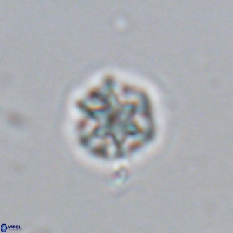 Olladiscoaster catinatus VR 18375