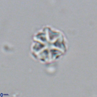 Olladiscoaster catinatus VR 18377
