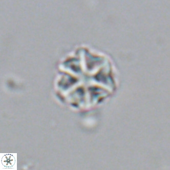 Olladiscoaster catinatus VR 18377
