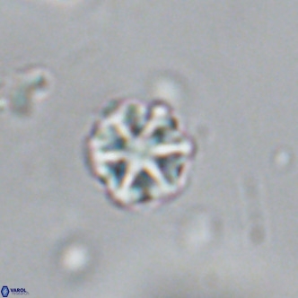 Olladiscoaster catinatus VR 18382