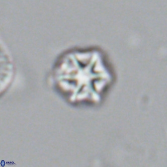 Olladiscoaster catinatus VR 18386