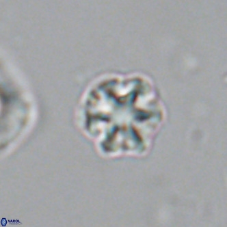Olladiscoaster catinatus VR 18387