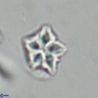 Olladiscoaster cruxii VR 19919