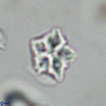 Olladiscoaster cruxii VR 19921