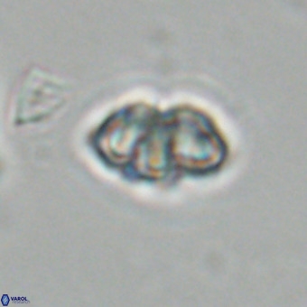 Olladiscoaster cruxii VR 19923