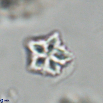 Olladiscoaster cruxii VR 19926