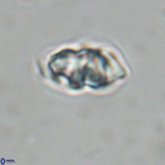 Olladiscoaster cruxii VR 19928