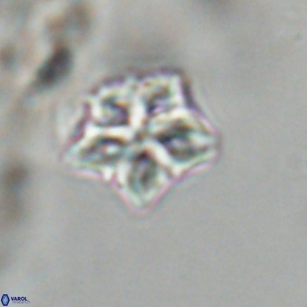 Olladiscoaster cruxii VR 19929