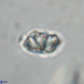 Olladiscoaster cruxii VR 19933