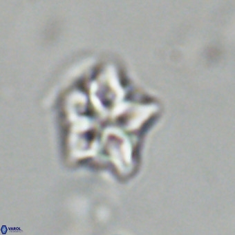 Olladiscoaster cruxii VR 19936