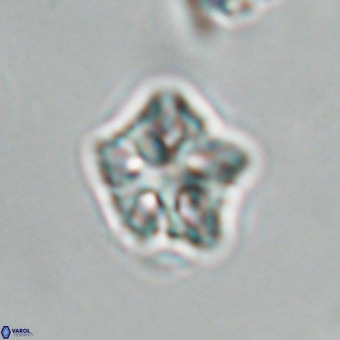 Olladiscoaster cruxii VR 19940