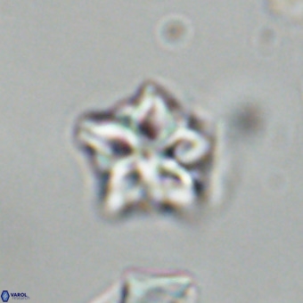 Olladiscoaster cruxii VR 19950