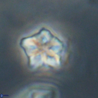 Olladiscoaster cruxii VR 19952