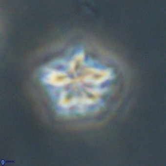 Olladiscoaster cruxii VR 19958