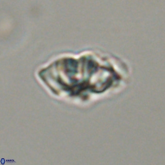 Olladiscoaster cruxii VR 19966