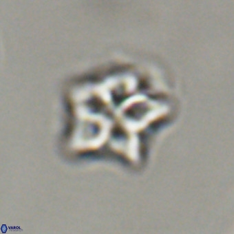 Olladiscoaster cruxii VR 19967