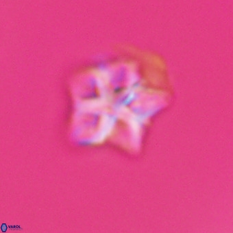 Olladiscoaster cruxii VR 19971