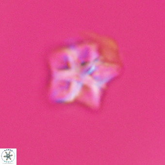 Olladiscoaster cruxii VR 19971