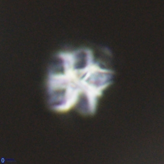 Olladiscoaster cruxii VR 19972