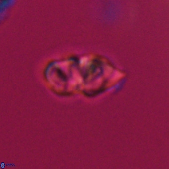 Olladiscoaster cruxii VR 19975