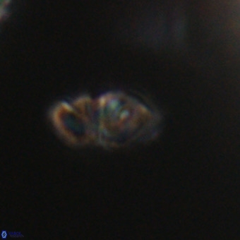 Olladiscoaster cruxii VR 19976