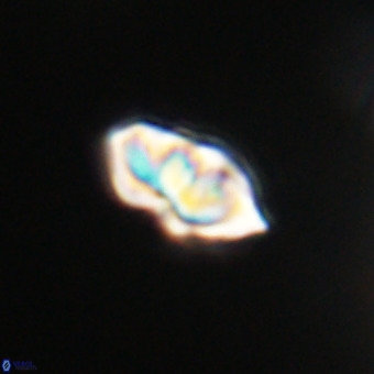 Olladiscoaster cruxii VR 19978