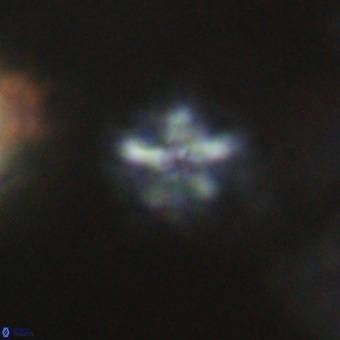 Olladiscoaster cruxii VR 19983