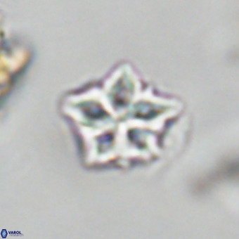 Olladiscoaster cruxii VR 19985