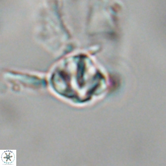 Olladiscoaster cruzii 28601