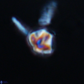 Olladiscoaster cruzii 28602