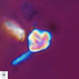 Olladiscoaster cruzii 28604