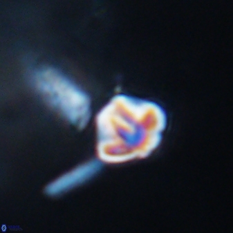 Olladiscoaster cruzii 28612