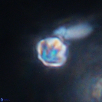 Olladiscoaster cruzii 28607