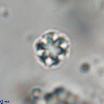 Olladiscoaster cruzii 28611