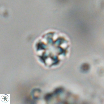 Olladiscoaster cruzii 28611