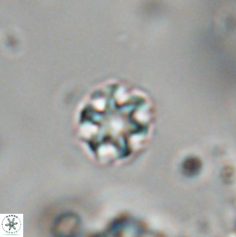 Olladiscoaster cruzii 28612